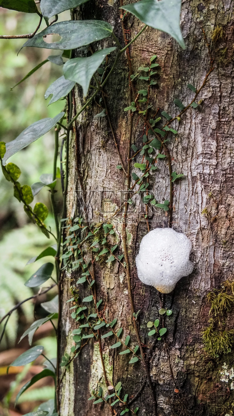斯里兰卡辛哈拉贾雨林的野生动物照片摄影图片