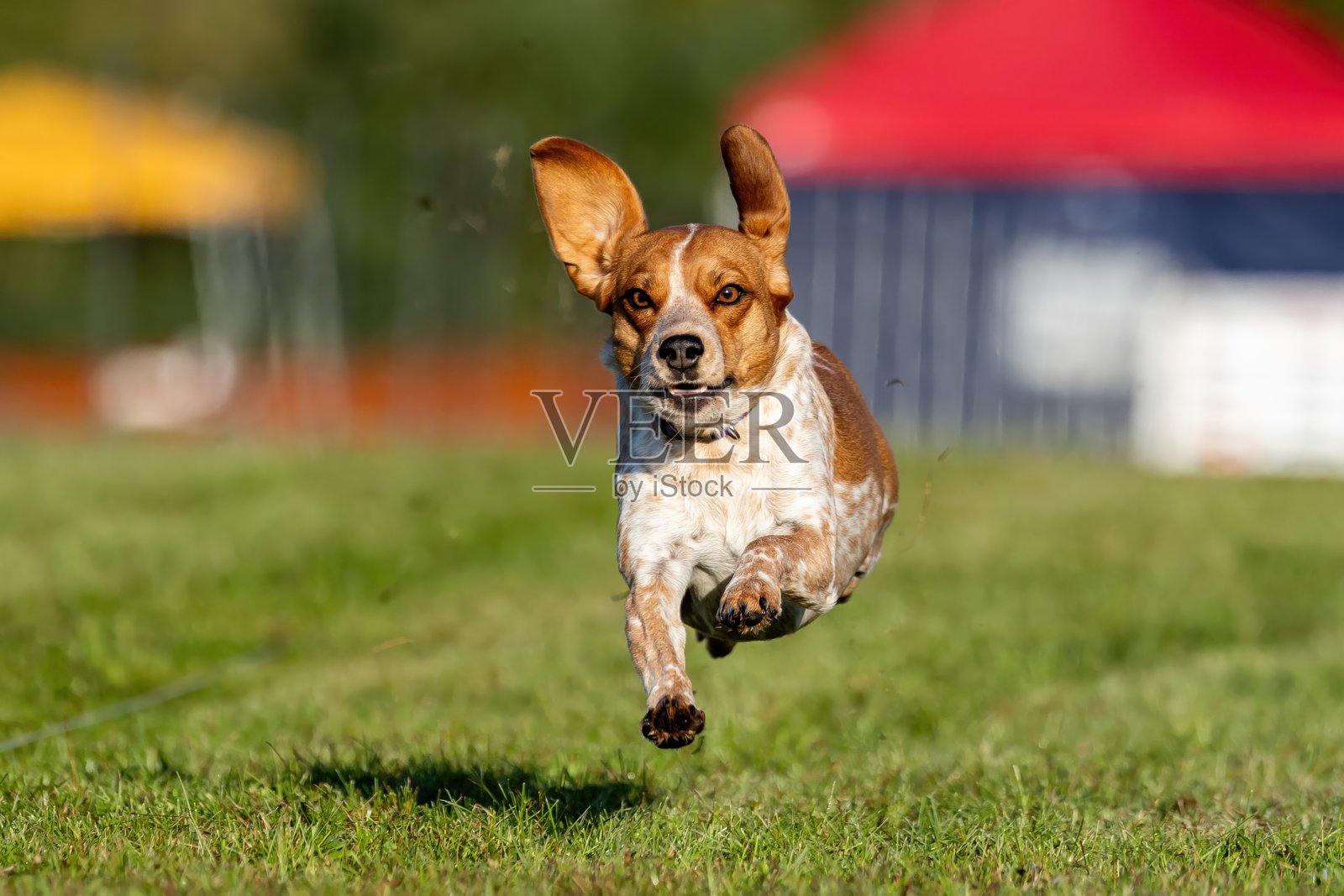 比格犬混种犬在诱饵赛道上奔跑的狗运动照片摄影图片