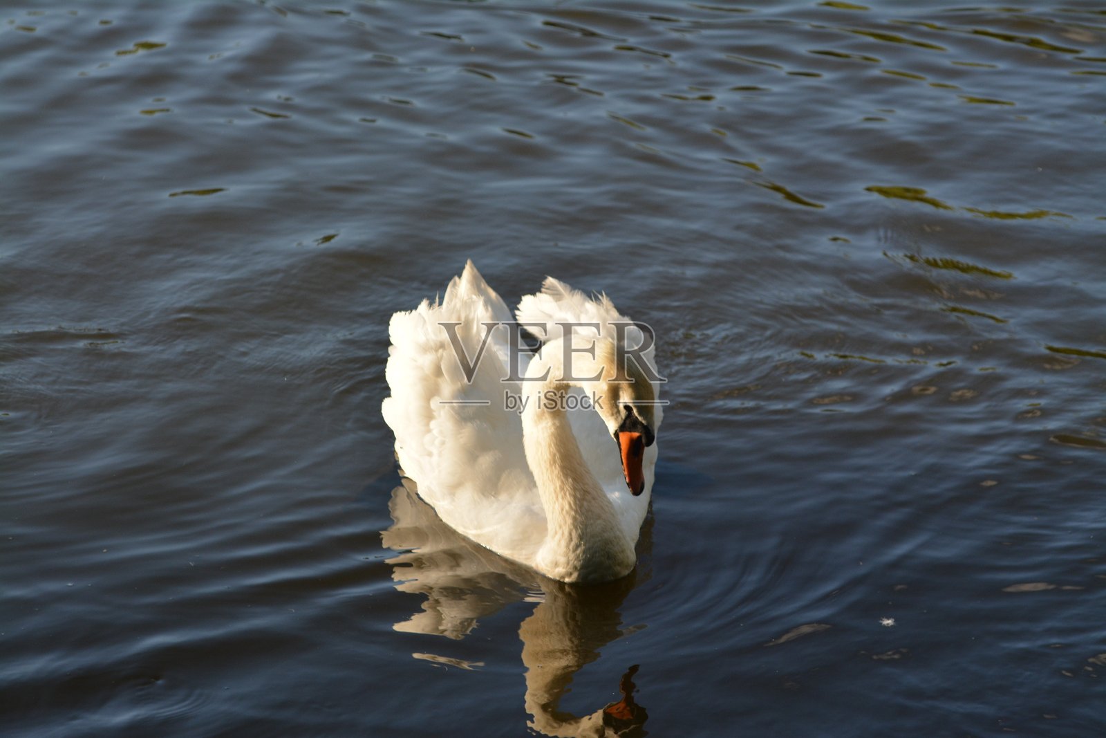 天鹅照片摄影图片