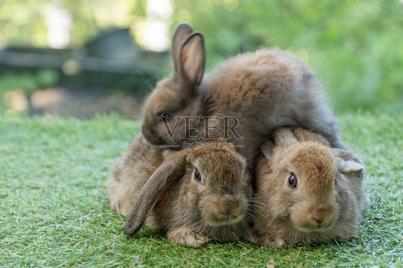 可爱的棕色毛茸茸的兔子与家人一起坐在绿色草地上，玩耍，背景自然。春天的兔子家庭在草坪上。复活节新生兔子家庭宠物概念。照片摄影图片