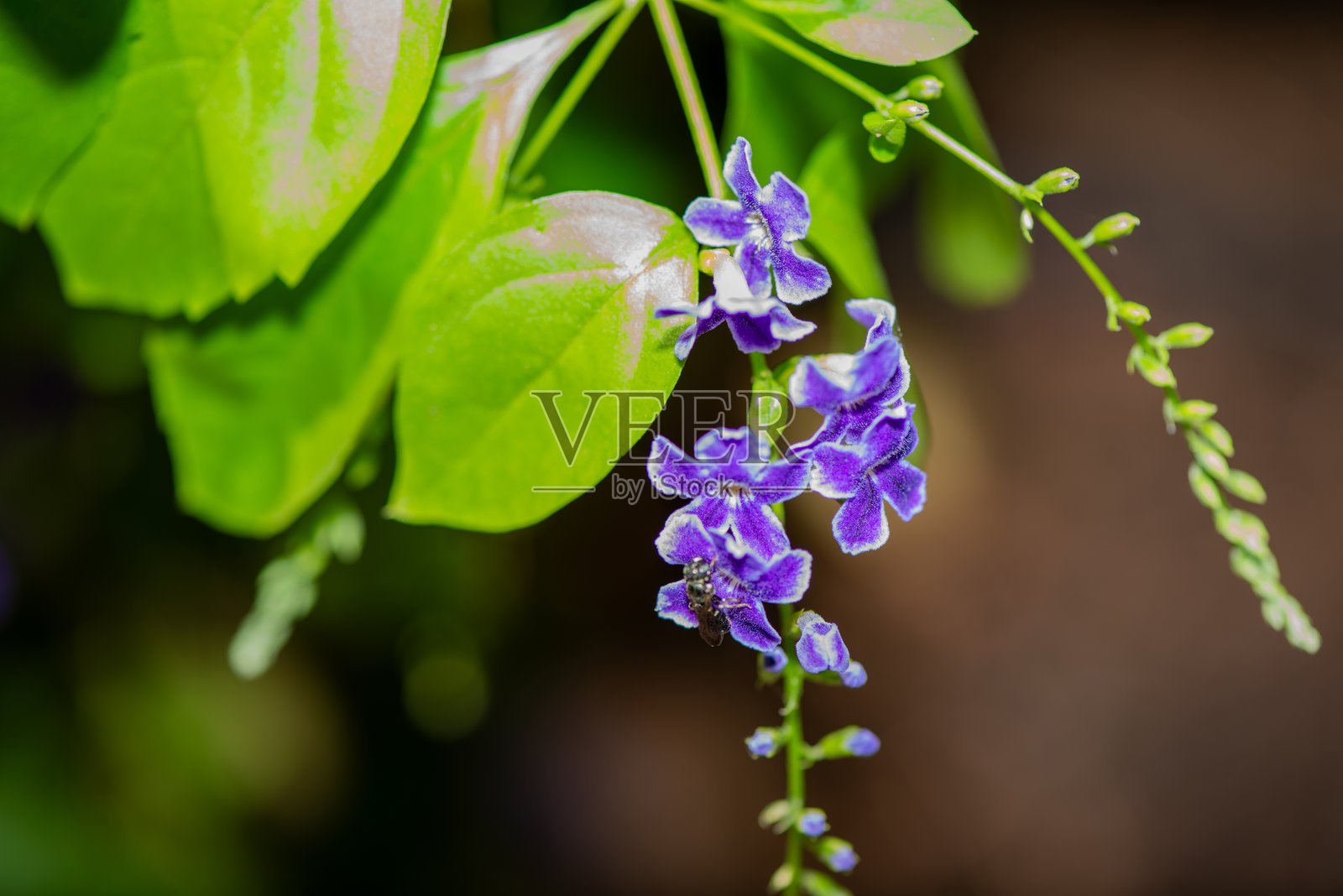 紫色花瓣的微观细节照片摄影图片