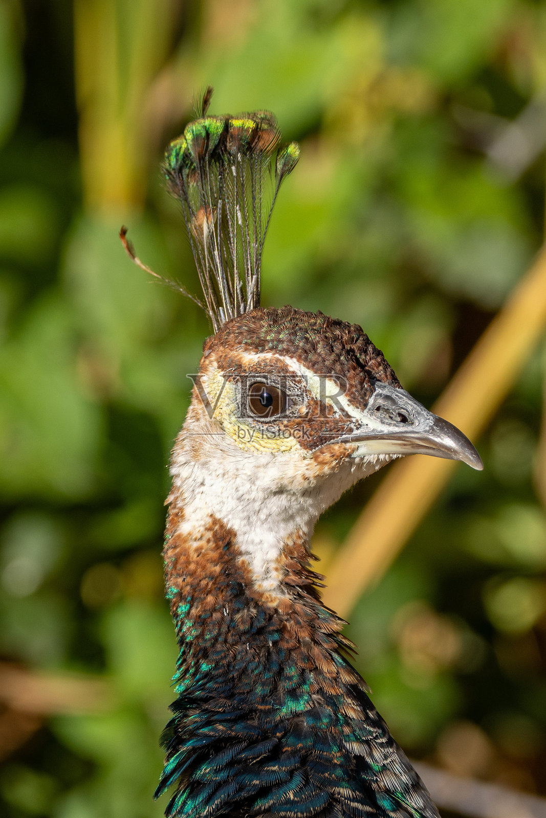 印度孔雀（Pavo cristatus） - 生活在印度次大陆的森林和草原中照片摄影图片