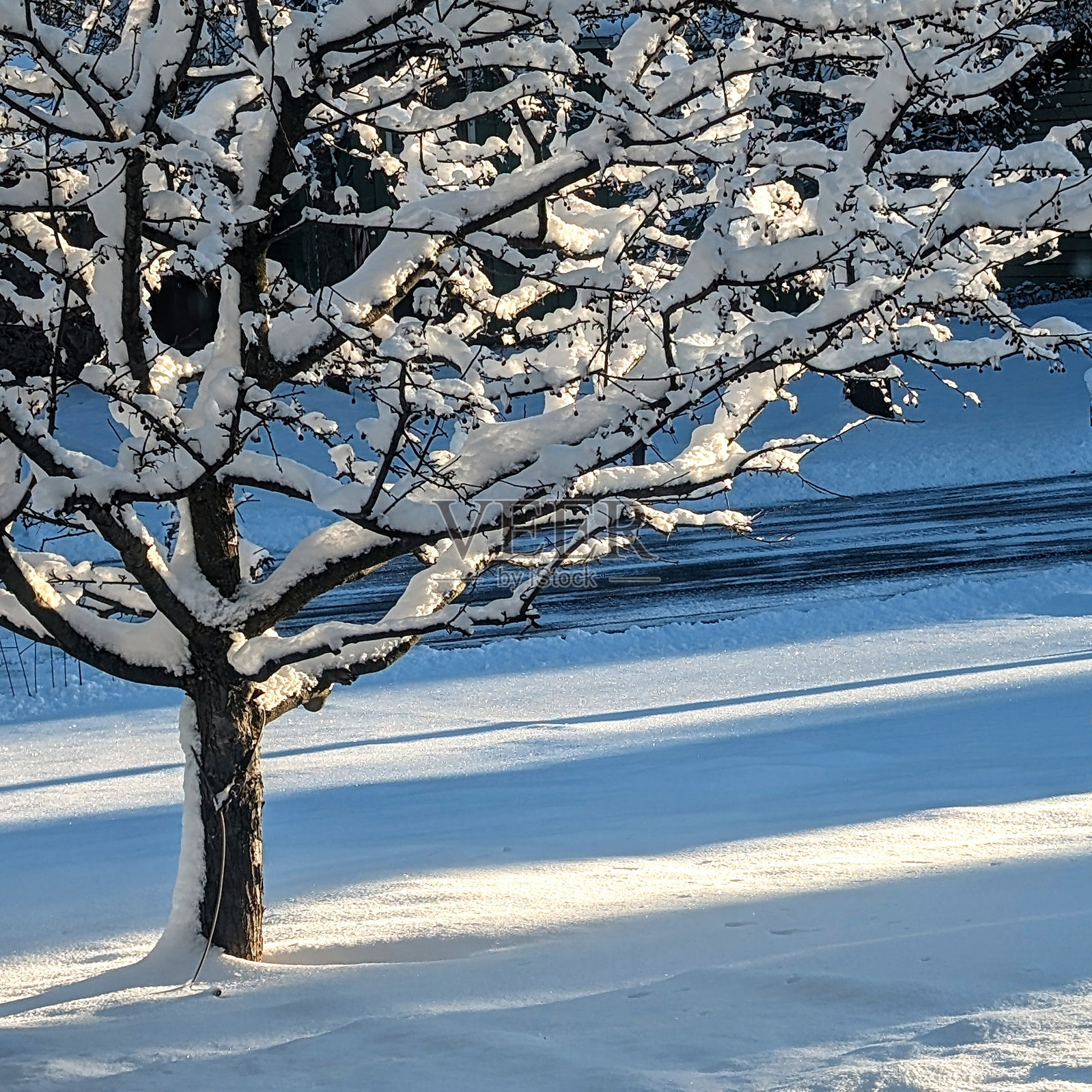 树枝上的雪照片摄影图片