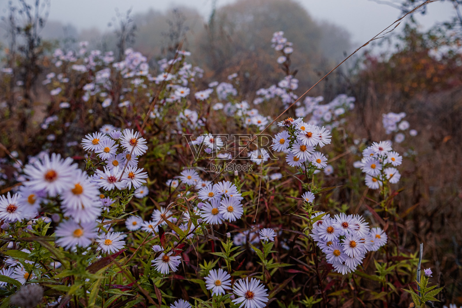 露珠中的欧洲万寿菊（Aster amellus），雾气弥漫的寒冷秋晨照片摄影图片