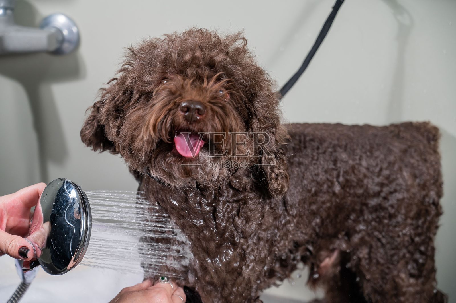 女性在美容院给棕色迷你贵宾犬洗澡。照片摄影图片