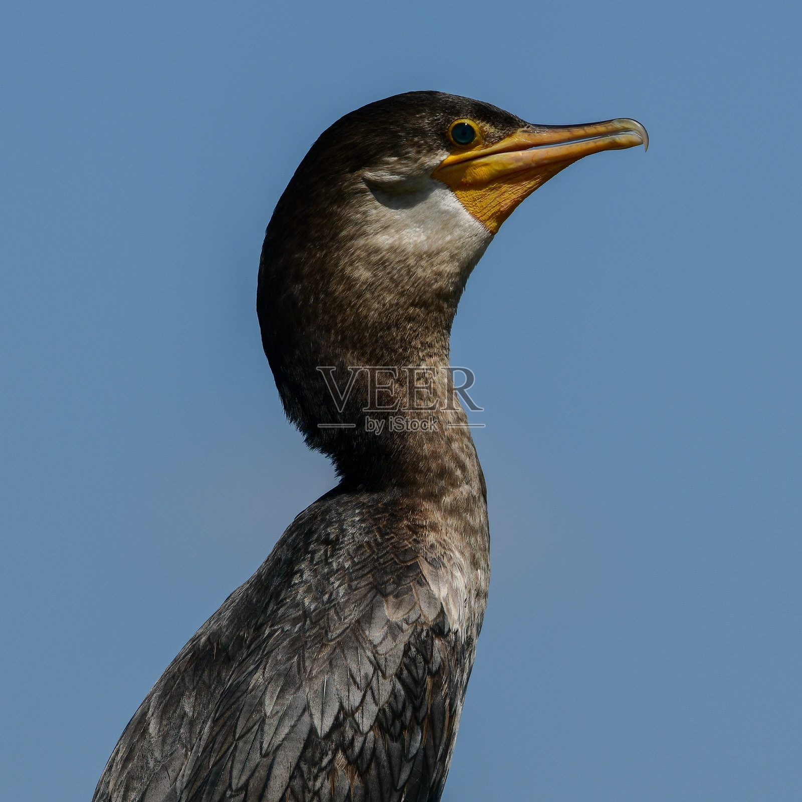 新热带鸬鹚照片摄影图片