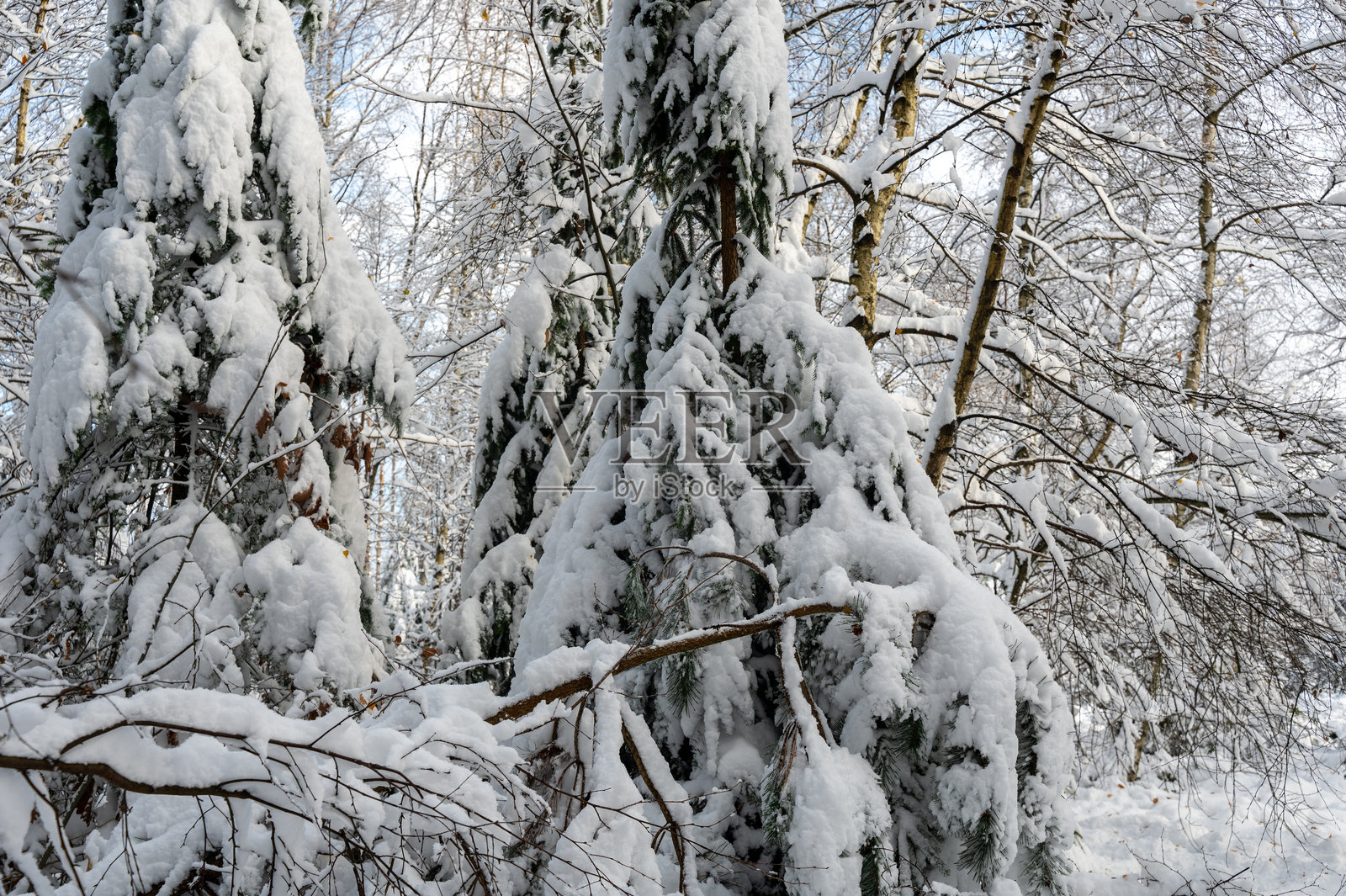 树枝上满是雪的树木照片摄影图片