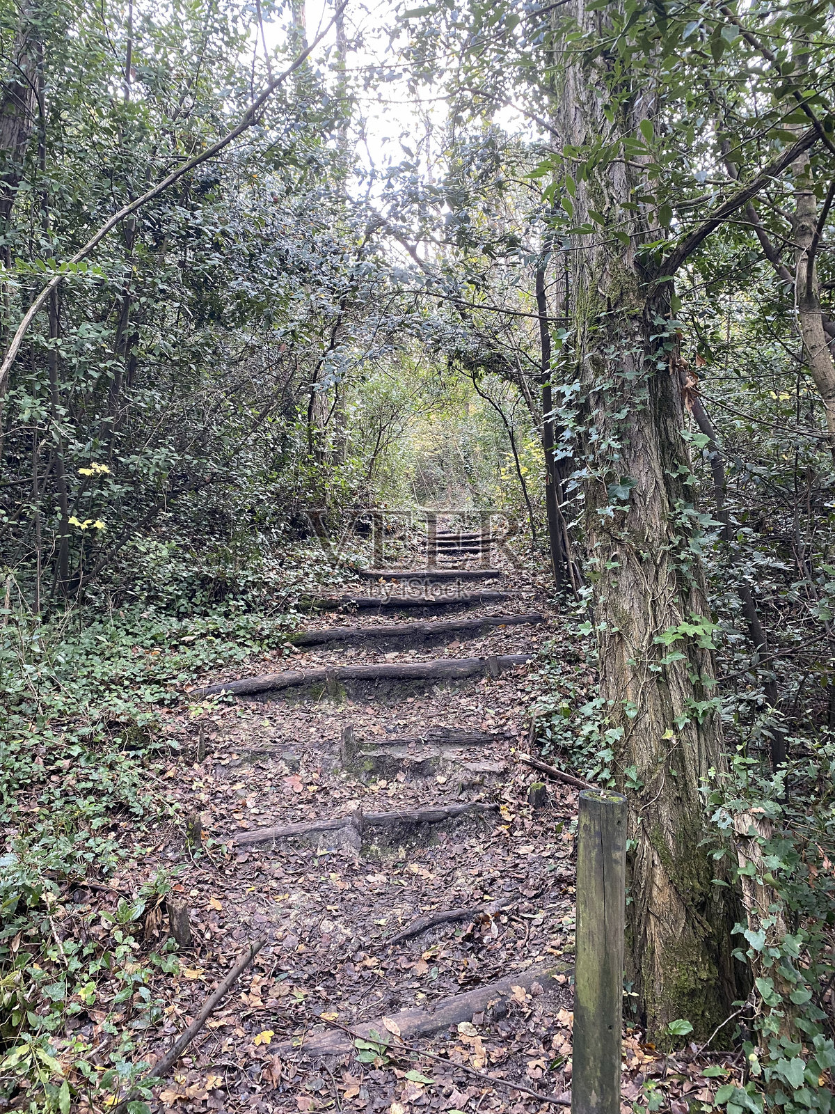 秋天森林中的小径照片摄影图片