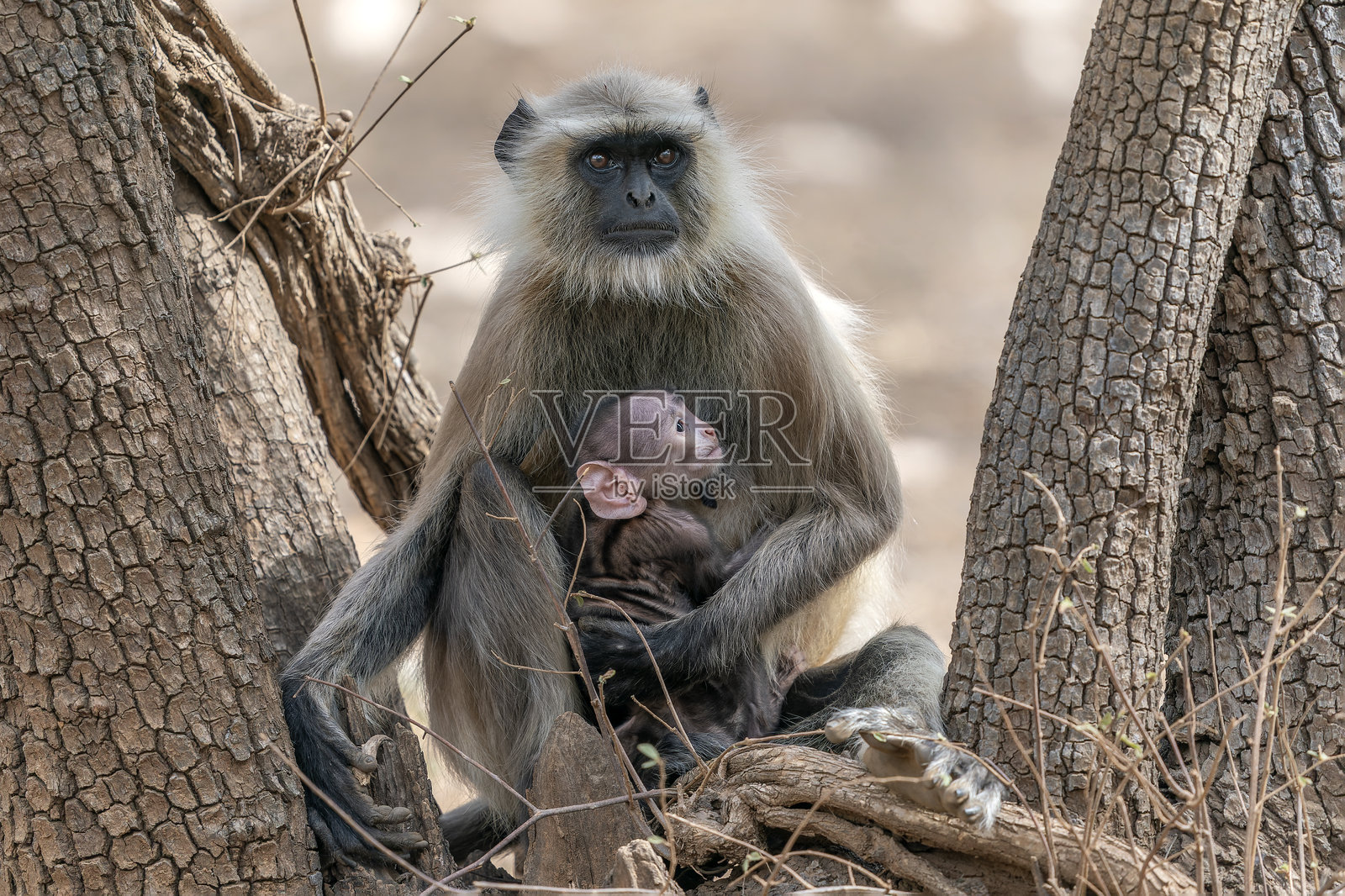 雌性灰长尾猿，也称为哈努曼长尾猿或哈努曼猴（Semnopithecus）和她的小宝宝。照片摄影图片