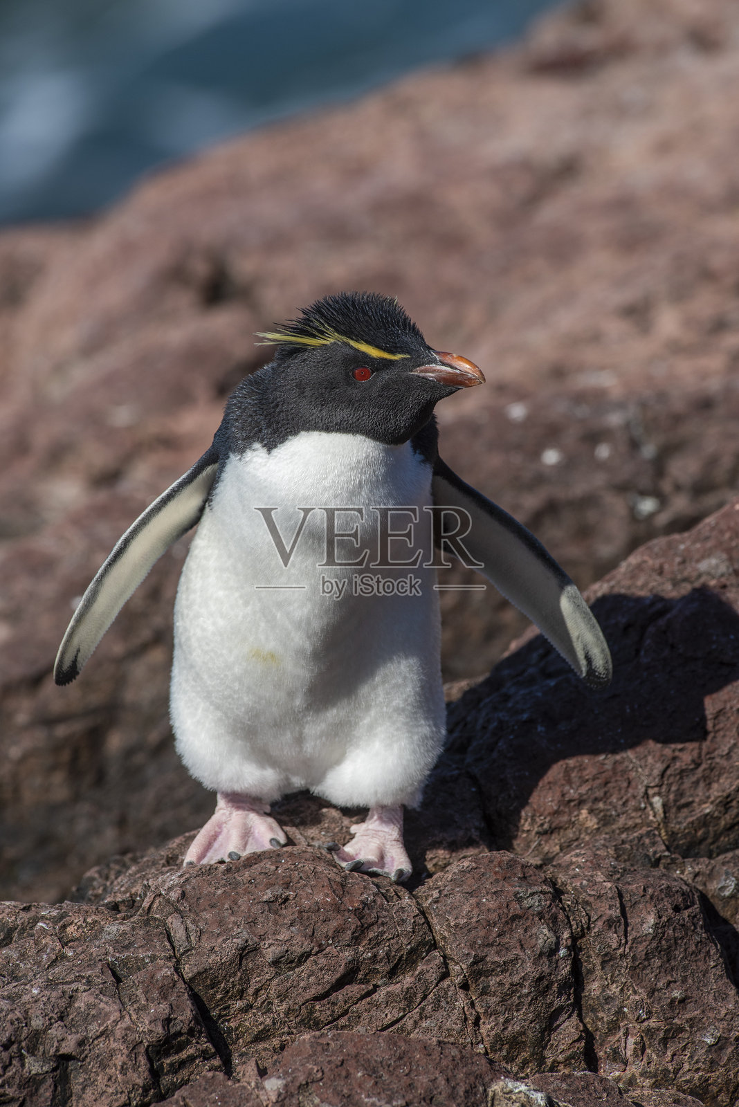 在阿根廷巴塔哥尼亚圣克鲁斯省的企鹅岛上，岩跳企鹅。照片摄影图片