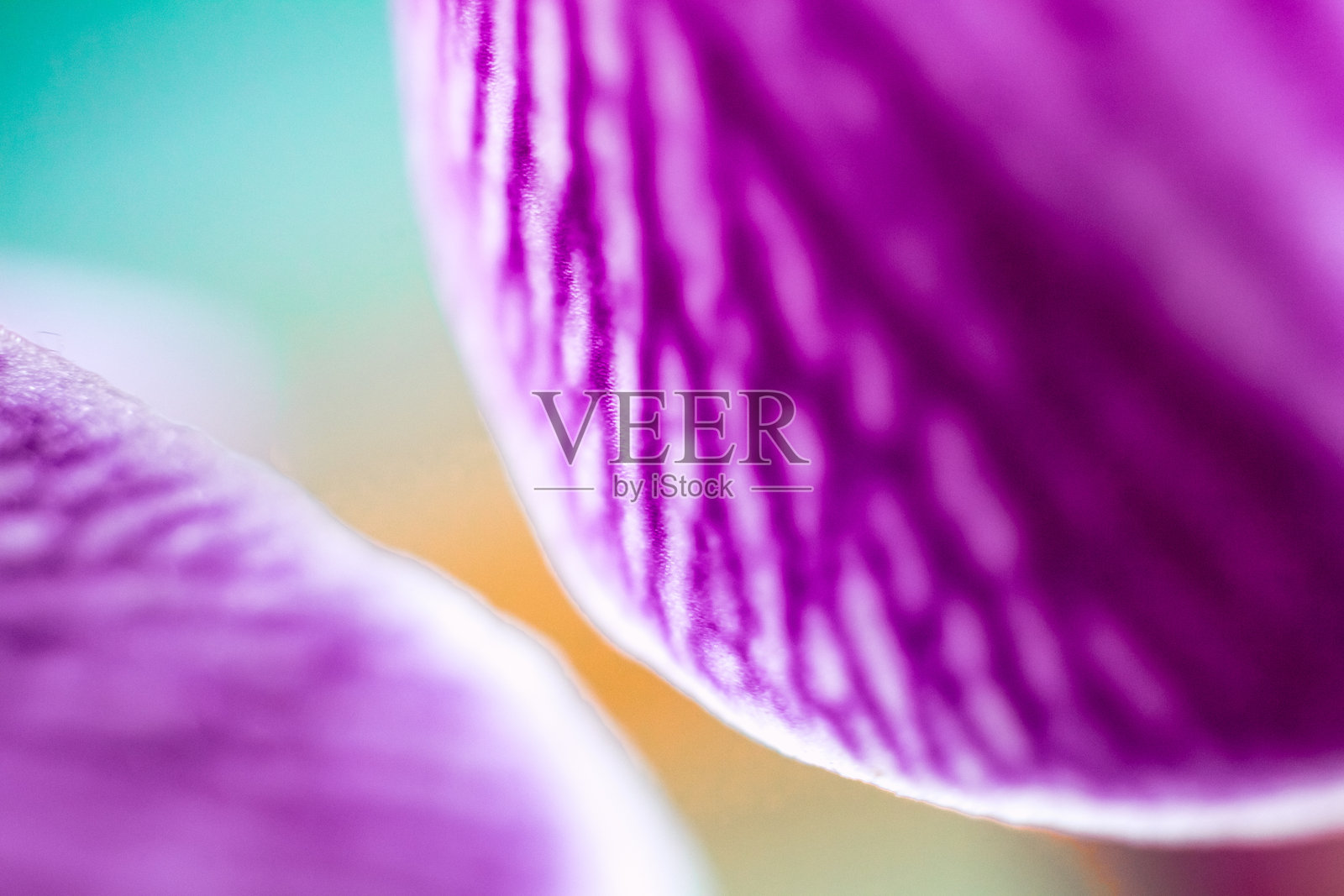 兰花花瓣照片摄影图片