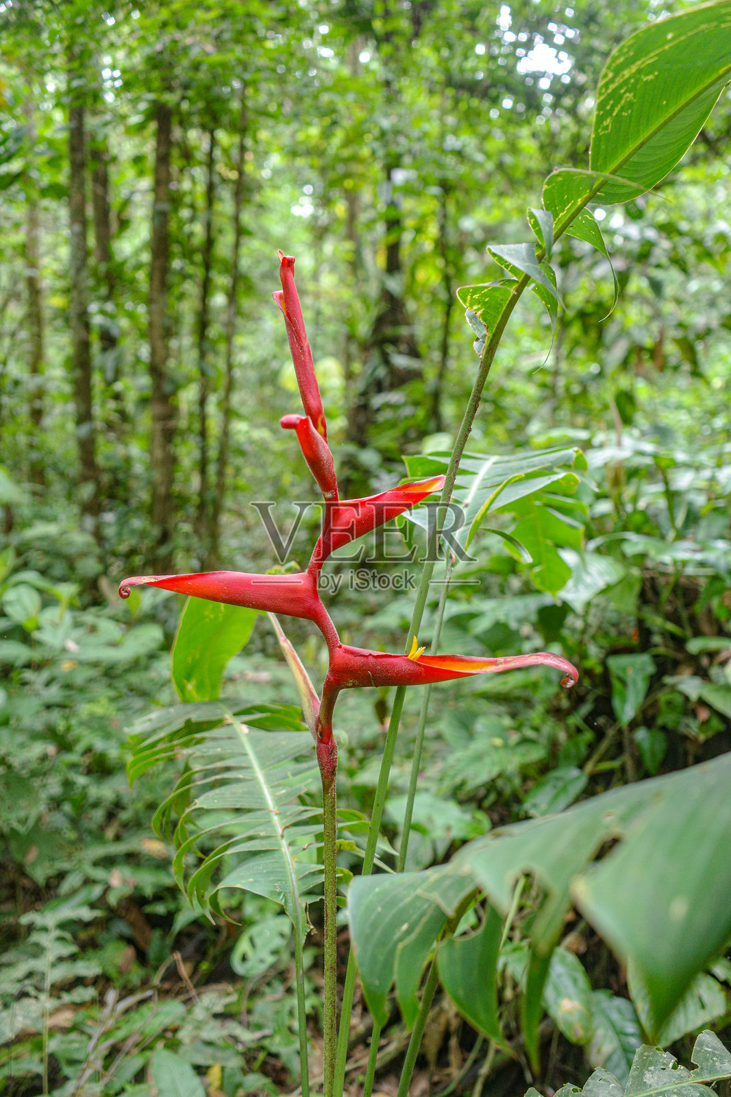 亚马逊雨林中的金属火焰花照片摄影图片