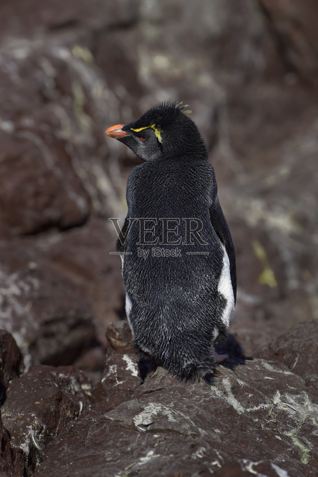 在阿根廷巴塔哥尼亚圣克鲁斯省的德塞亚多港企鹅岛上的岩跳企鹅照片摄影图片