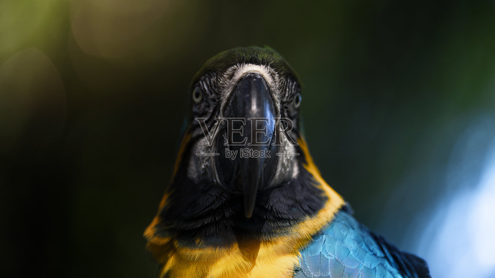 色彩斑斓、美丽的大型鹦鹉照片摄影图片