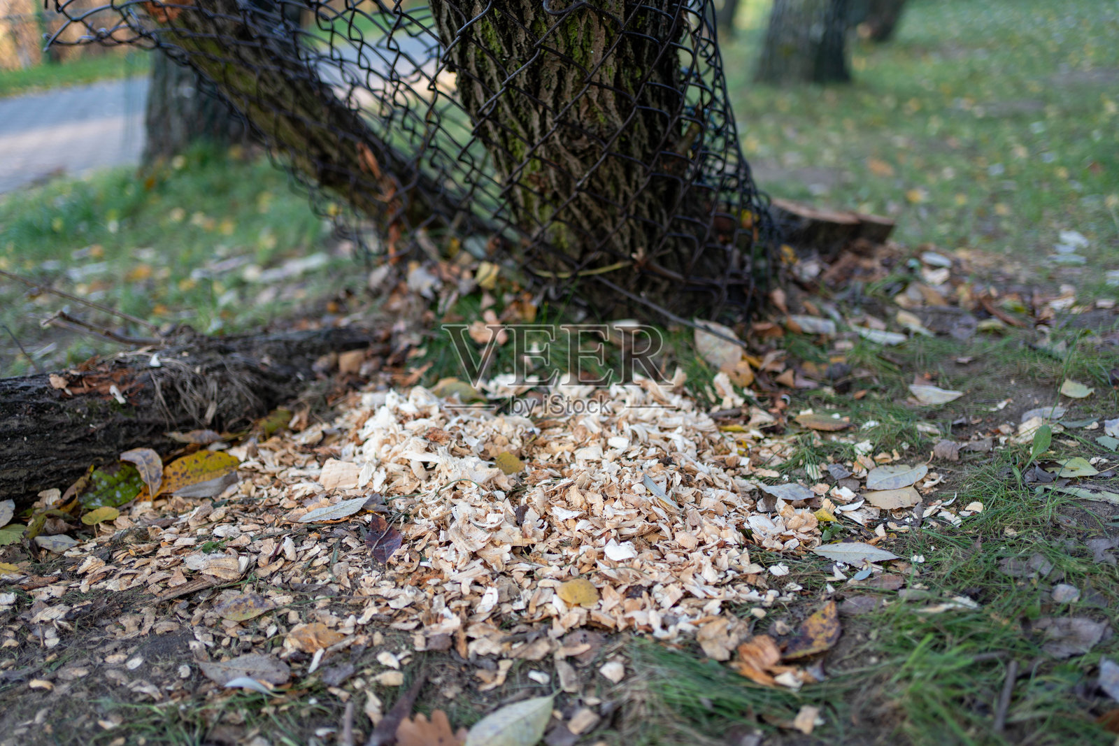 一棵树干上留下新鲜的海狸啃咬痕迹，树根周围散落着木屑。照片摄影图片