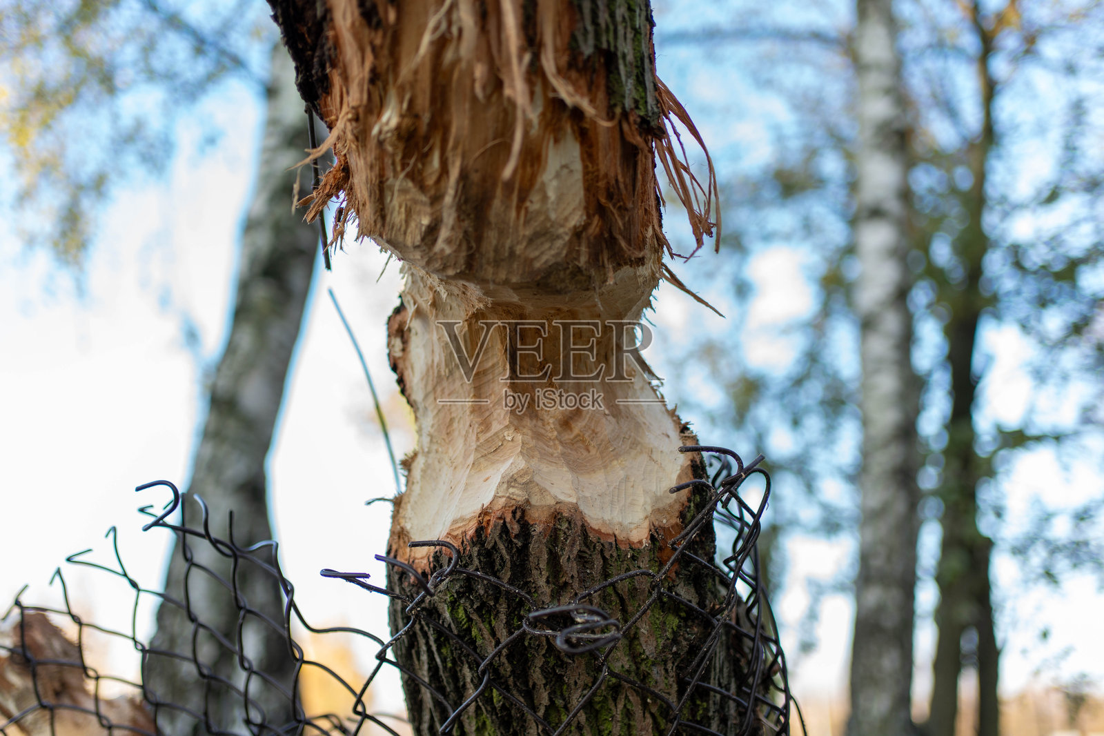 一棵树干上留下新鲜的海狸啃咬痕迹照片摄影图片