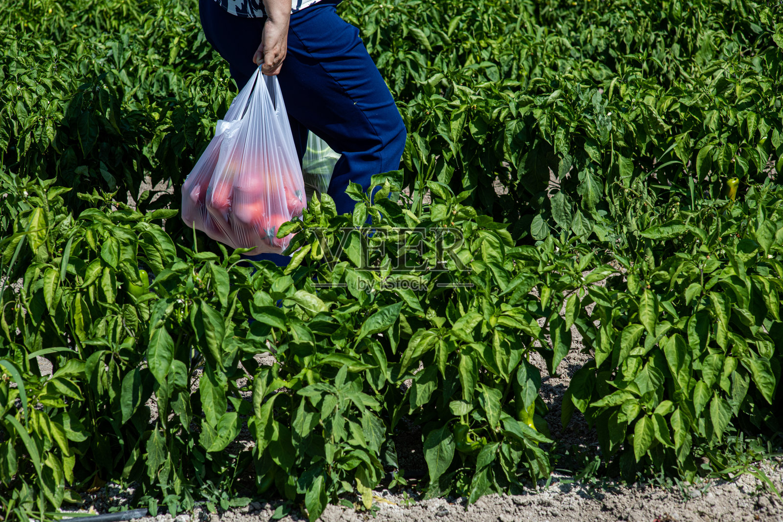 塑料袋照片摄影图片