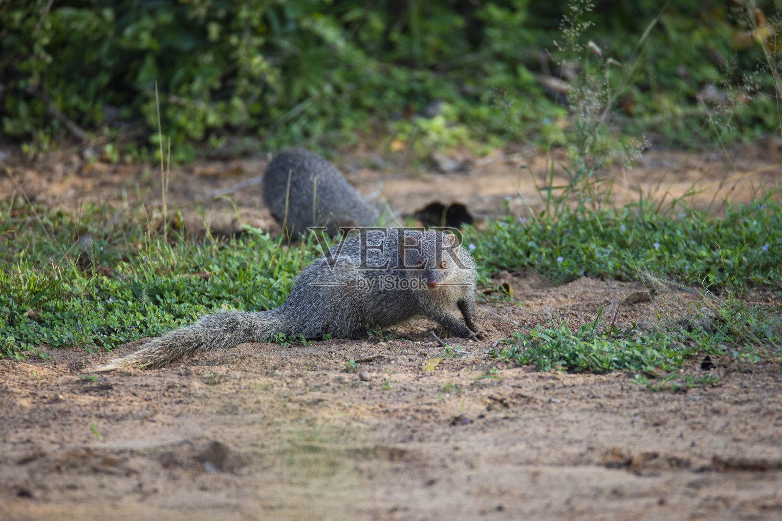 印度灰獴 - 特写镜头照片摄影图片