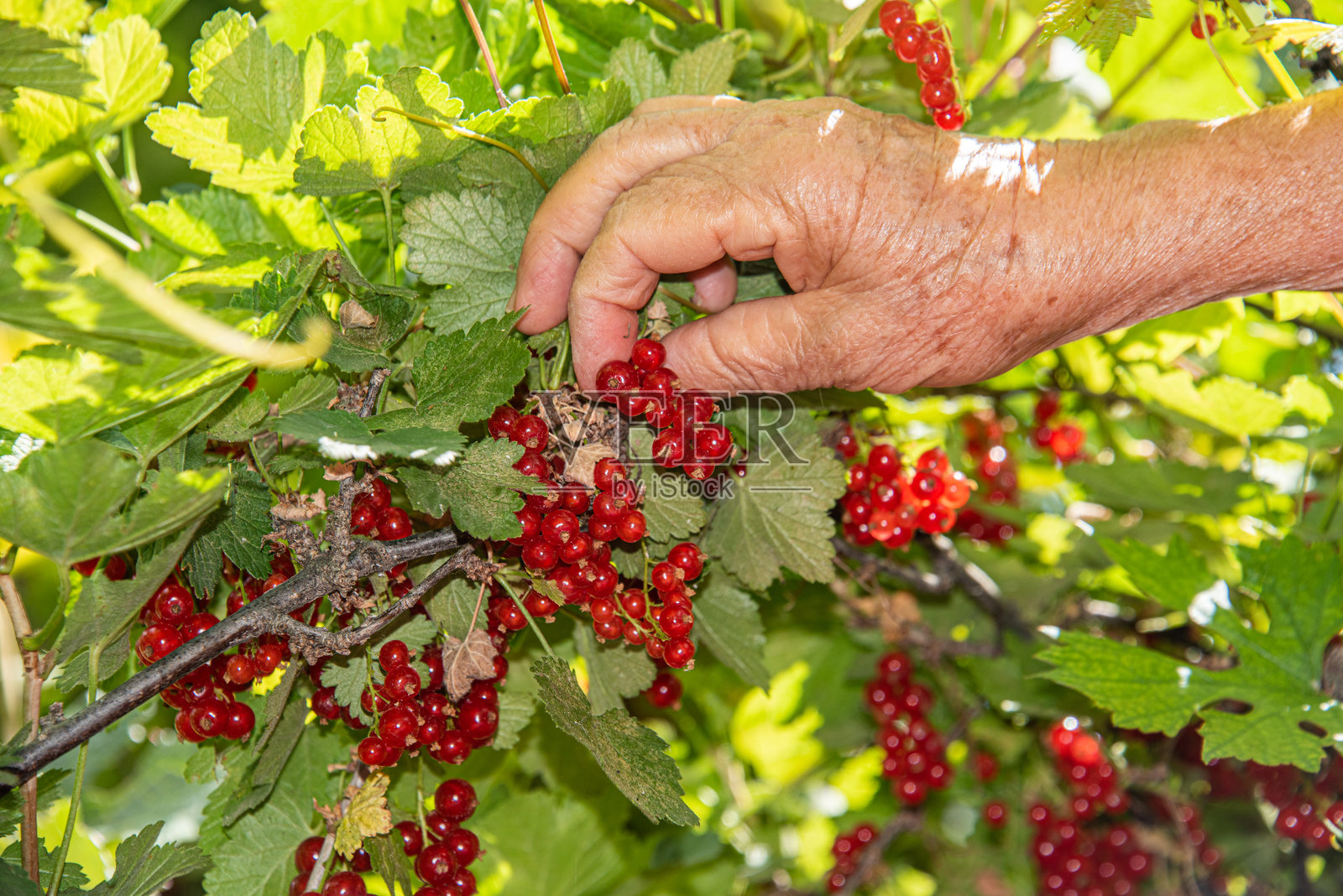 老妇人在花园里用手采摘黑加仑照片摄影图片