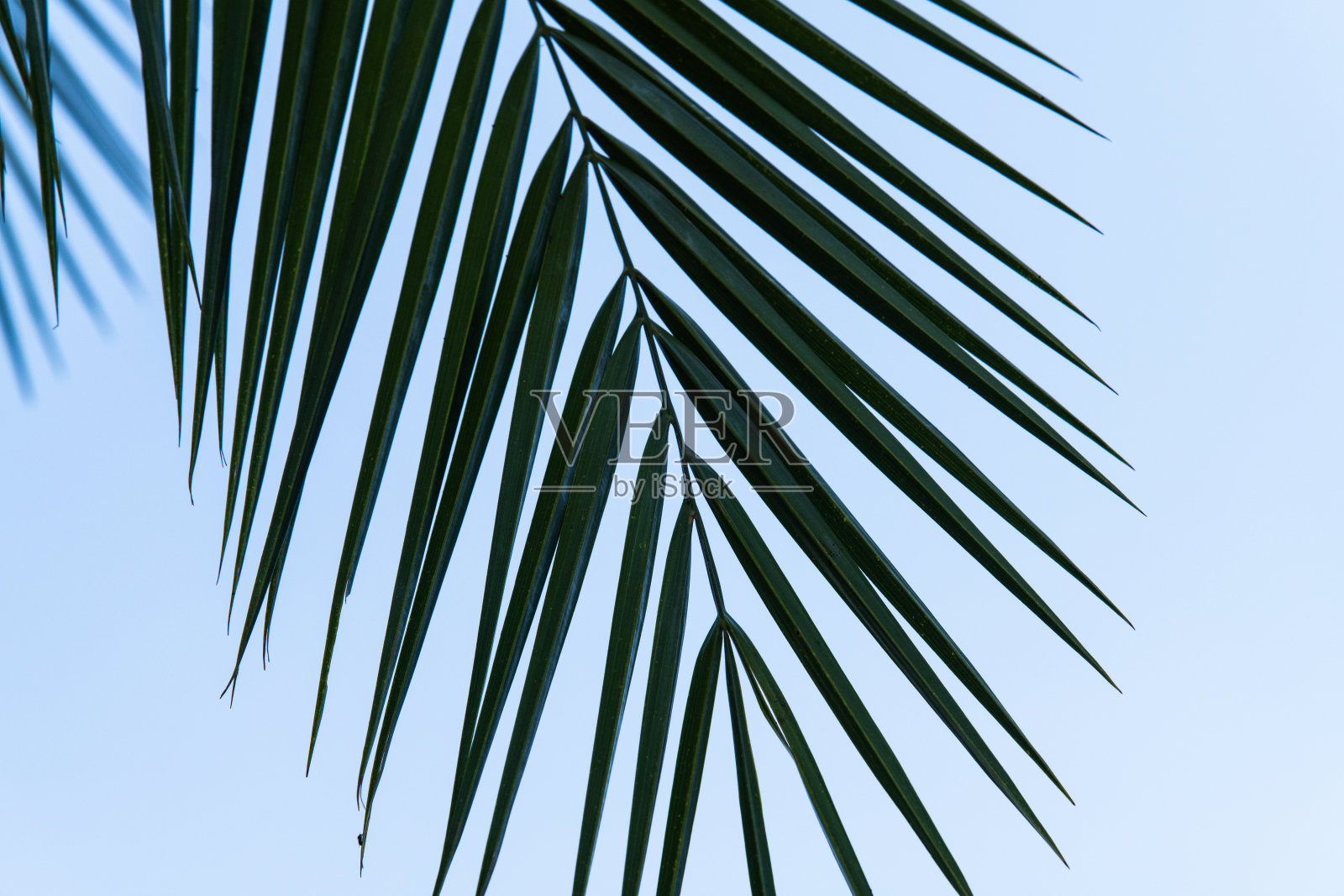 棕榈树与蓝天照片摄影图片