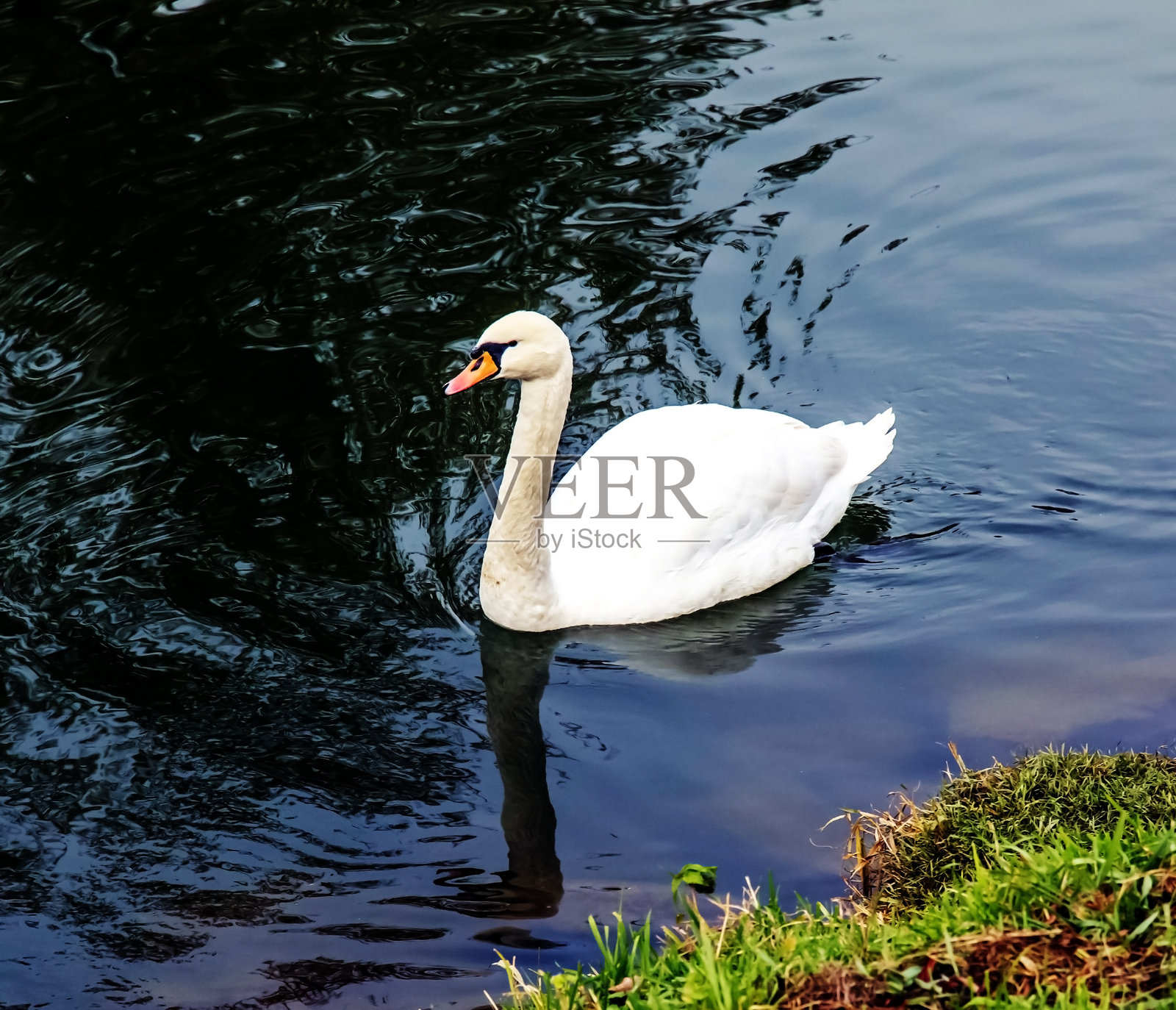 一只美丽的白天鹅在斯洛伐克的尼特拉河中游泳。照片摄影图片
