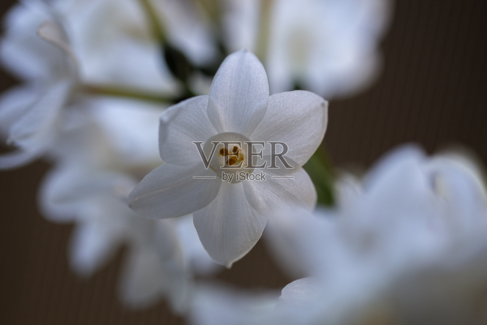 水仙花照片摄影图片