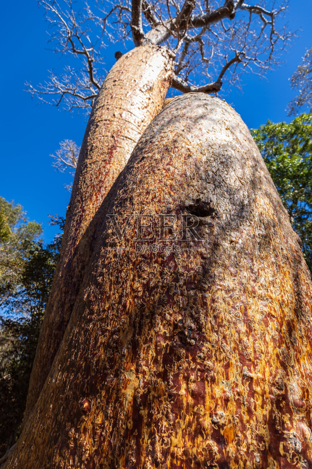 在马达加斯加莫隆达瓦，蓝天下交错的猴面包树照片摄影图片