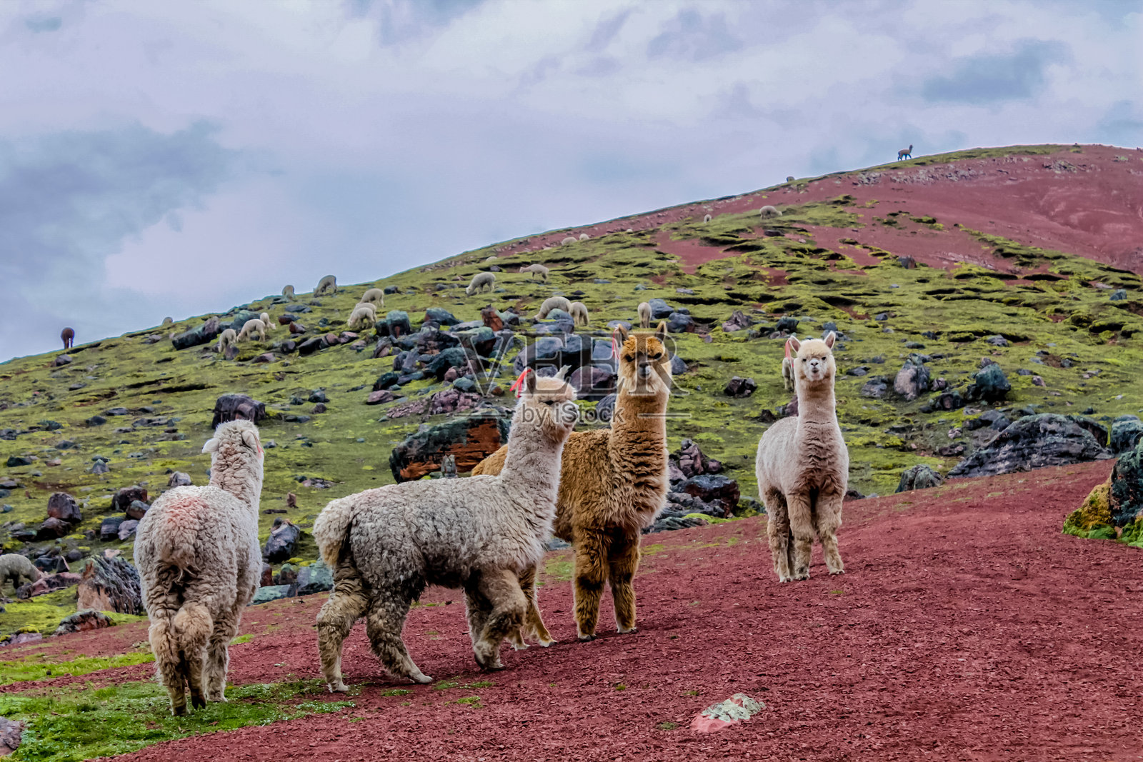 安第斯山脉的牧场中，羊驼和美洲驼的动物群。可爱的毛茸茸的羊驼。照片摄影图片