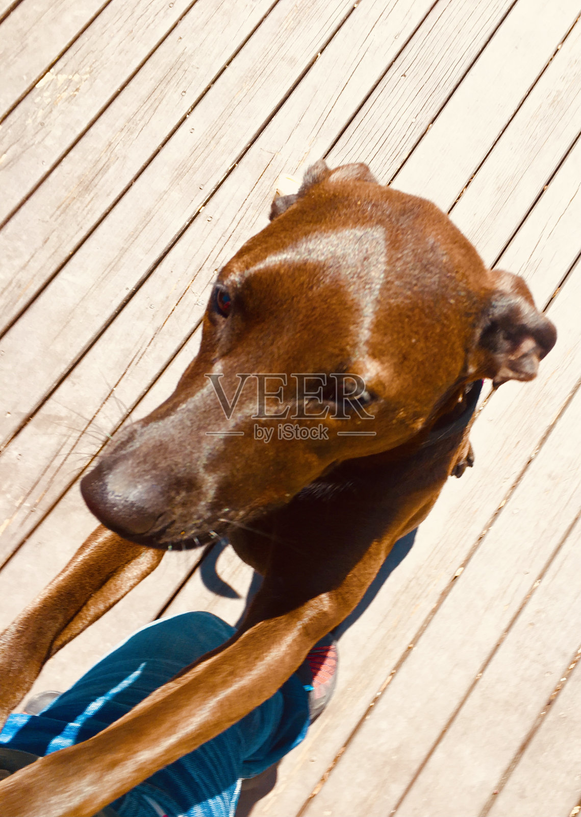 狗照片摄影图片