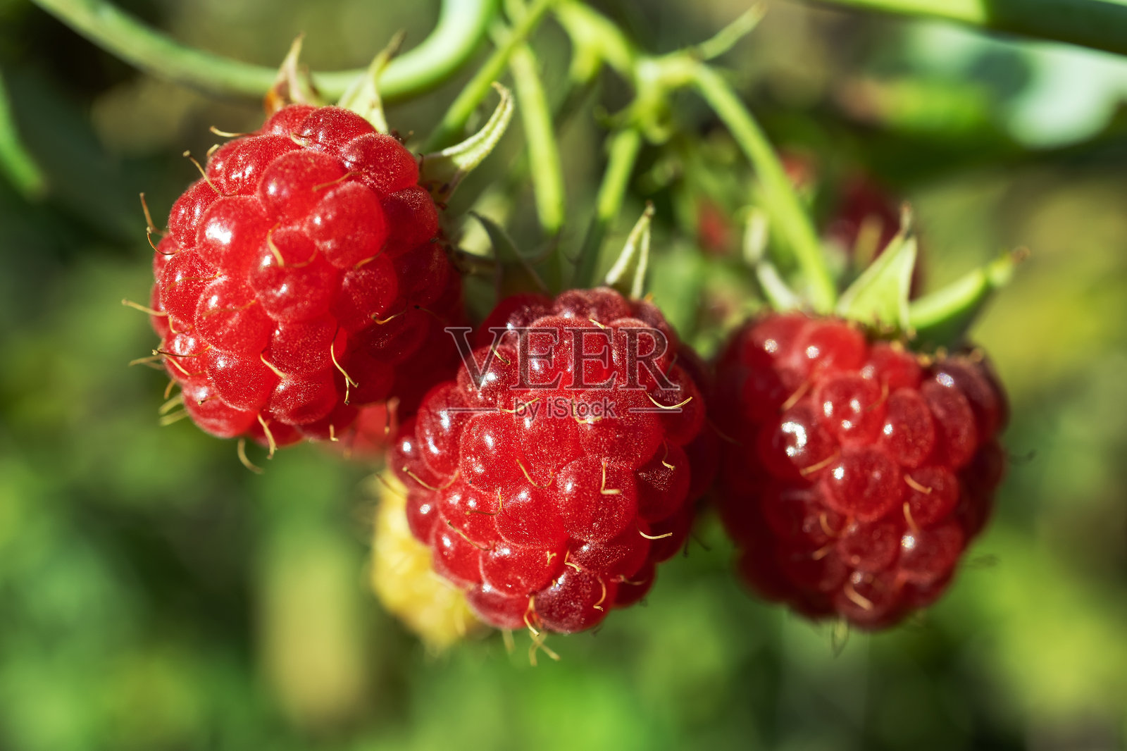 花园里树上的成熟覆盆子照片摄影图片