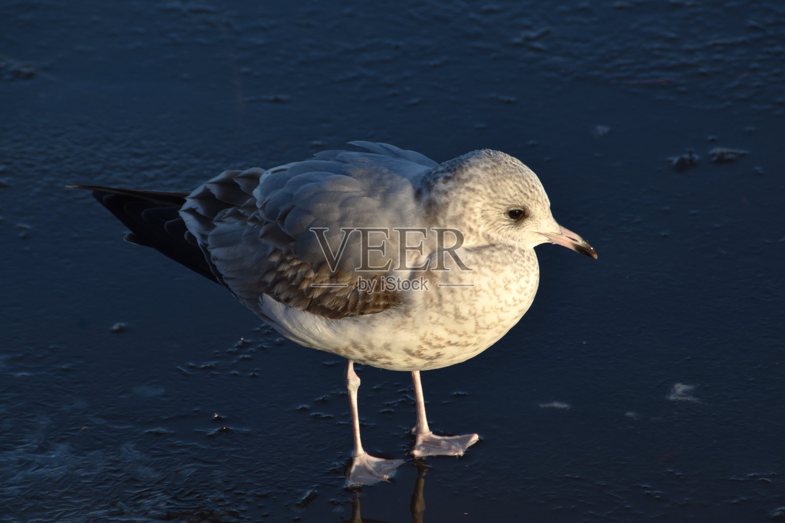 海冰上的海鸥照片摄影图片