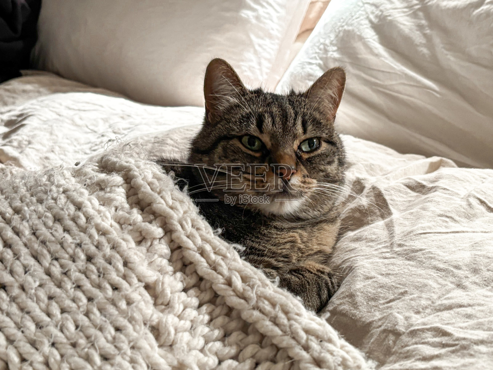 一只猫在床上和毯子一起睡觉照片摄影图片