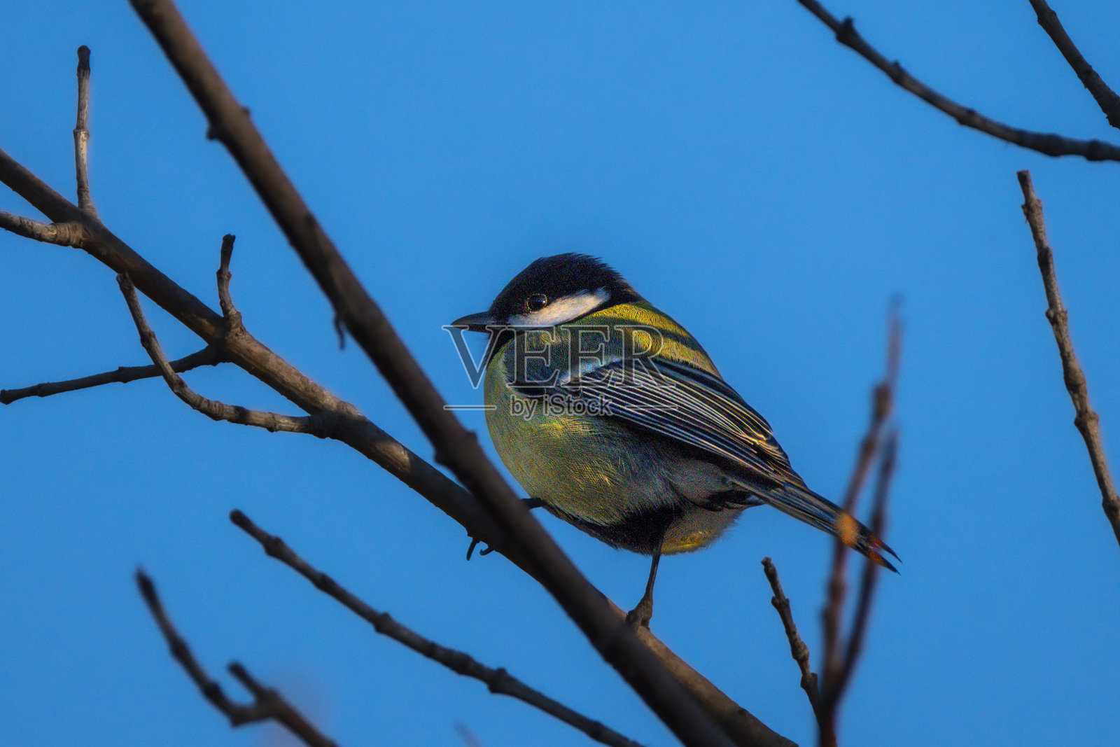 晨光中栖息在树上的大山雀照片摄影图片