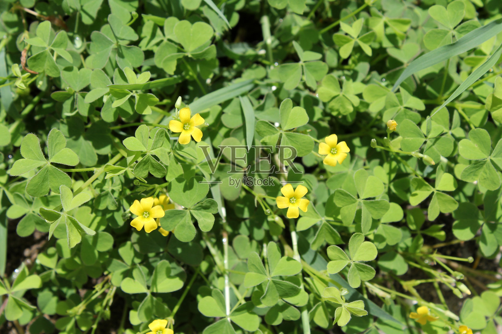 爬行酢浆草（Oxalis corniculata）杂草植物上的黄色花朵照片摄影图片