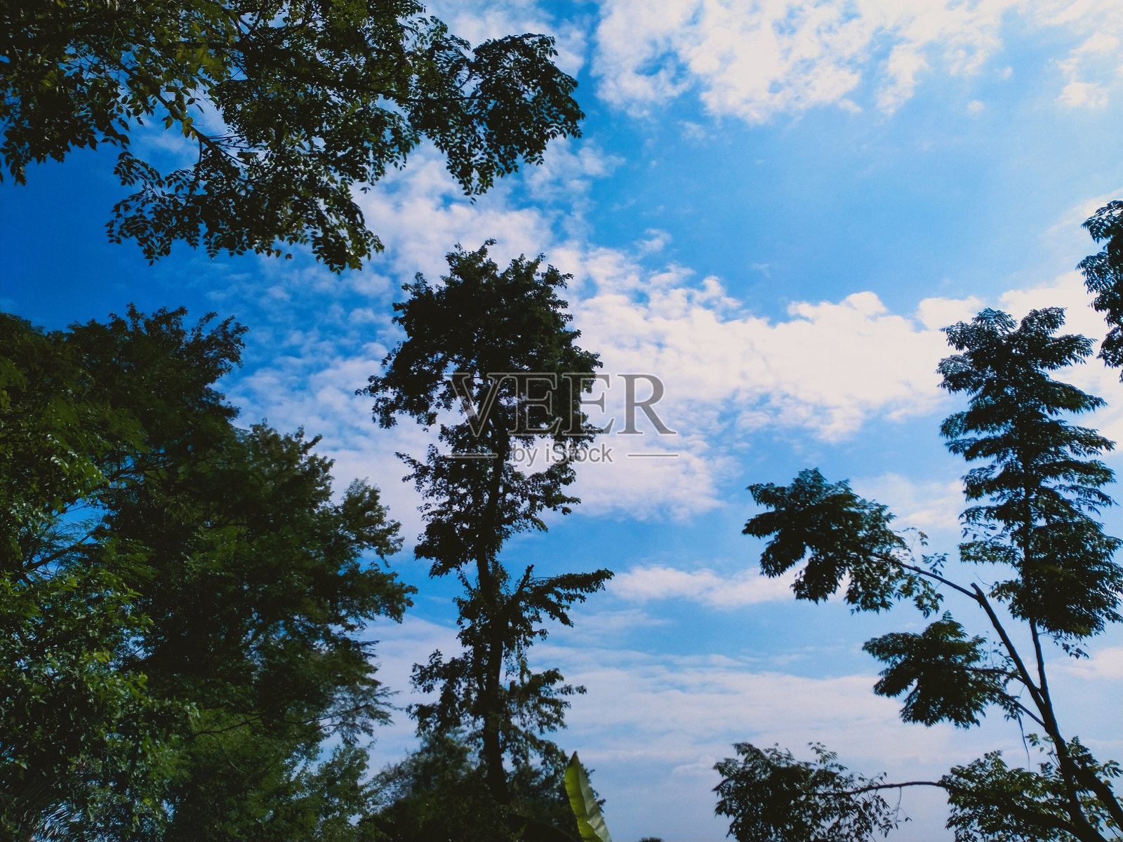 绿树映衬着美丽的蓝色多云天空照片摄影图片