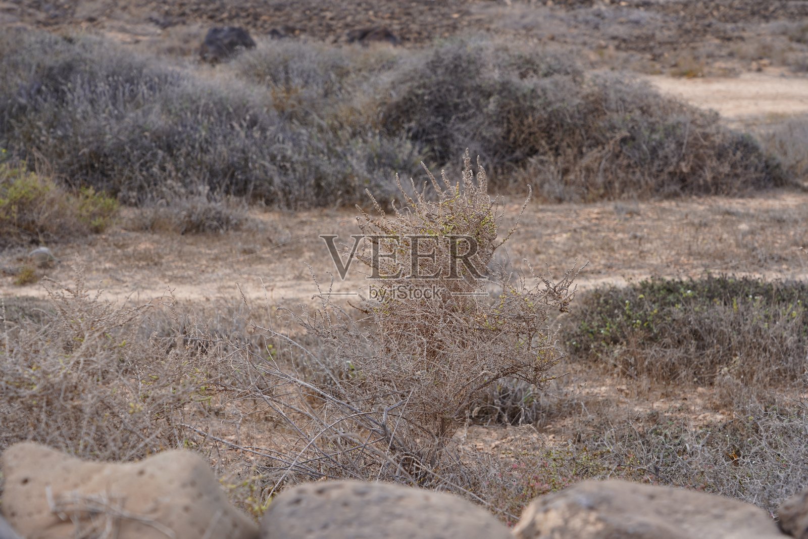 干旱气候。沙丘中的干燥植物。加那利群岛上的干燥植物。干燥灌木。干旱中的干灌木。干季的植物。照片摄影图片