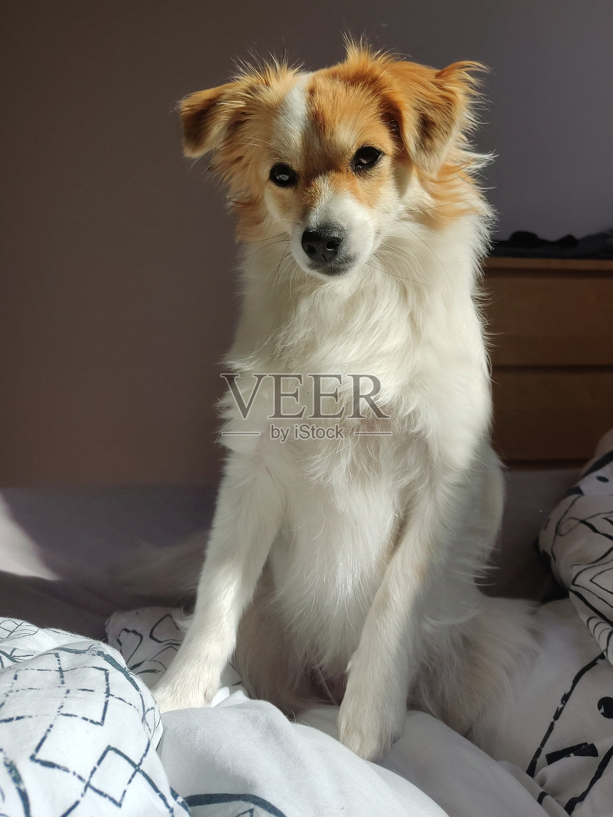 阳光下的狗照片摄影图片