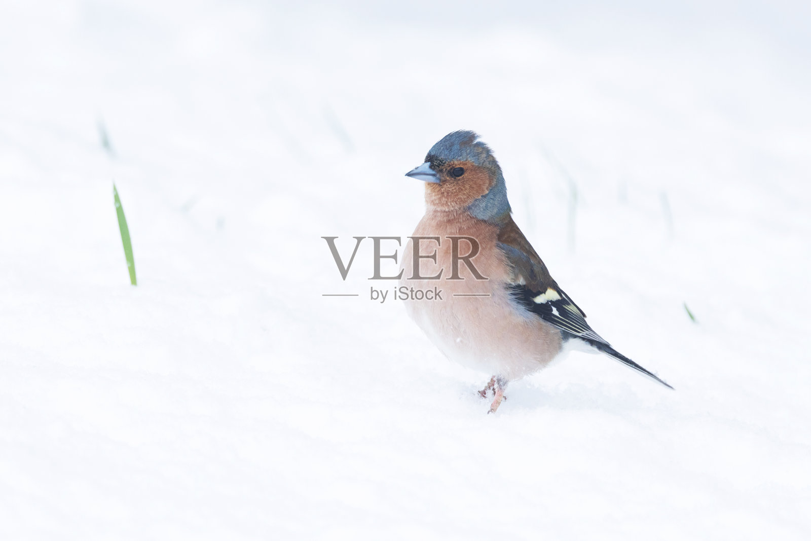 色彩斑斓的雄性雀雀在爱沙尼亚乡村春季降雪后的雪地草坪上行走照片摄影图片