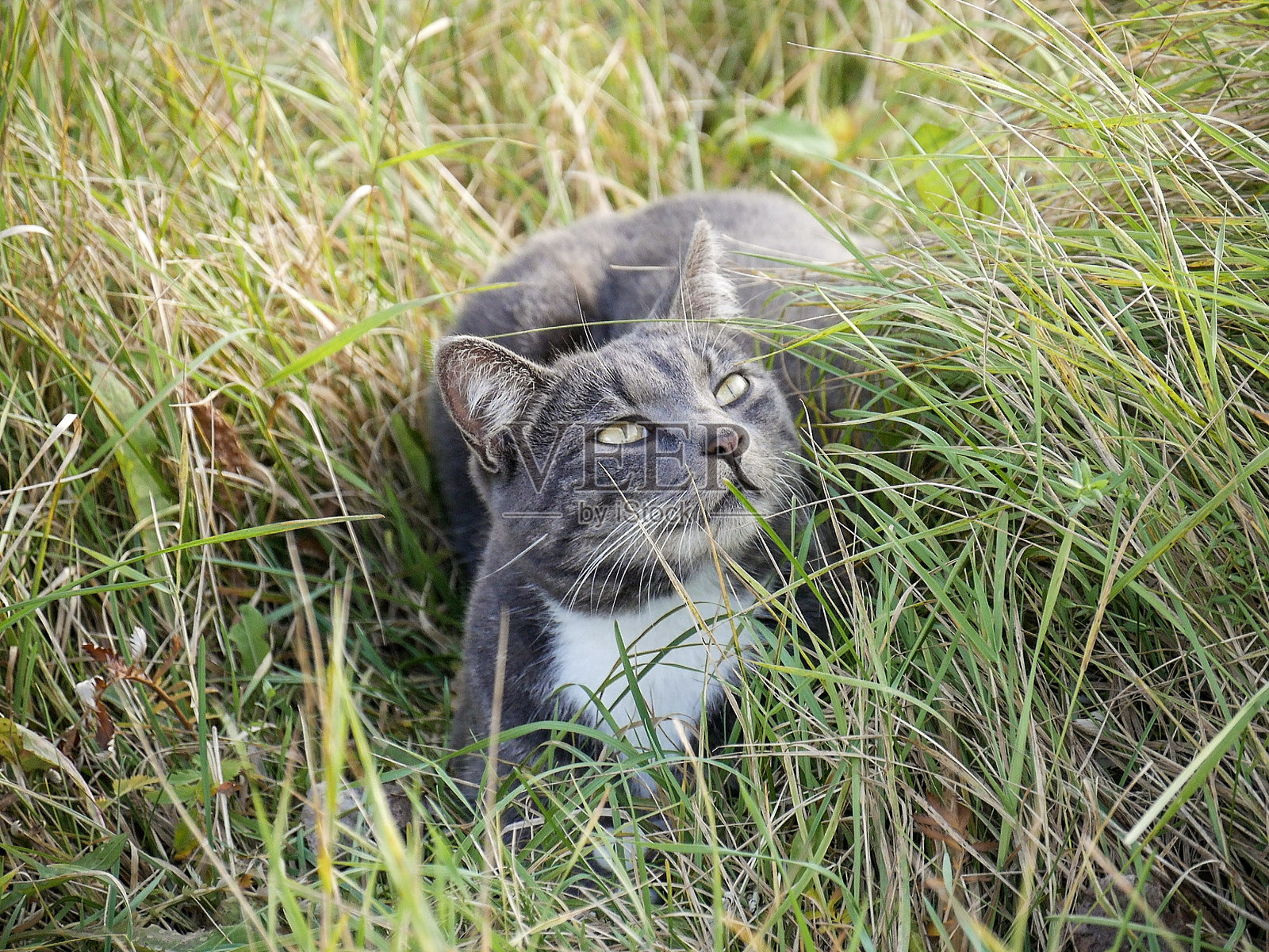 猫在草地上休息照片摄影图片