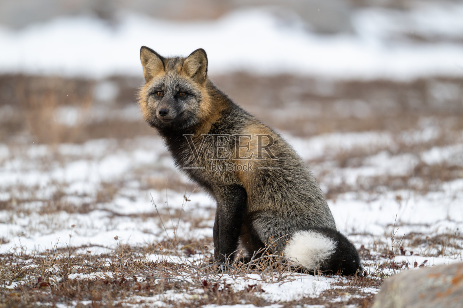 坐在积雪覆盖地面的交叉狐。照片摄影图片