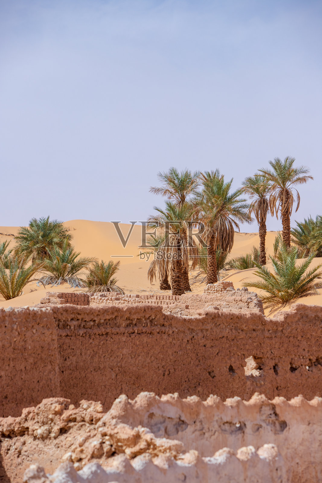 提米穆恩的棕榈林与沙漠照片摄影图片