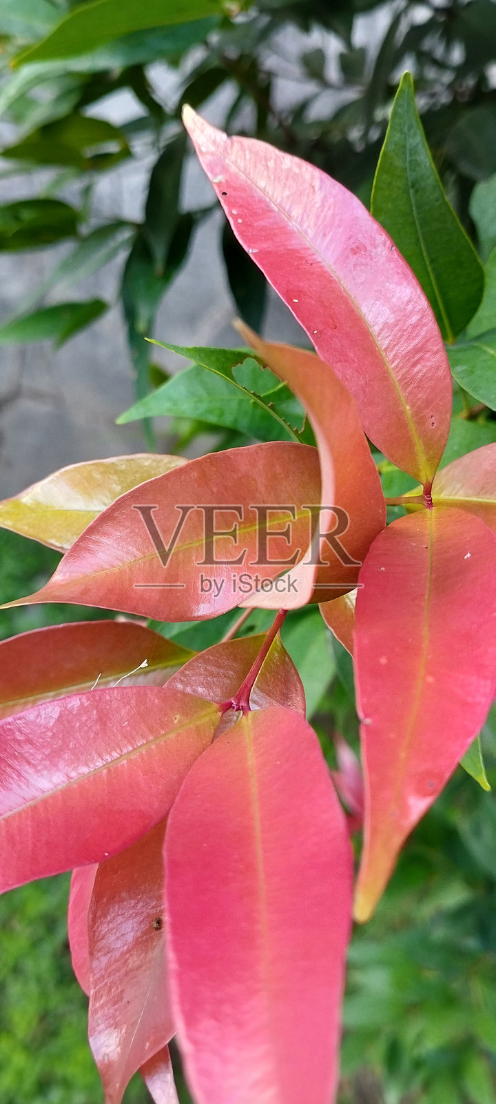 红叶和绿叶照片摄影图片