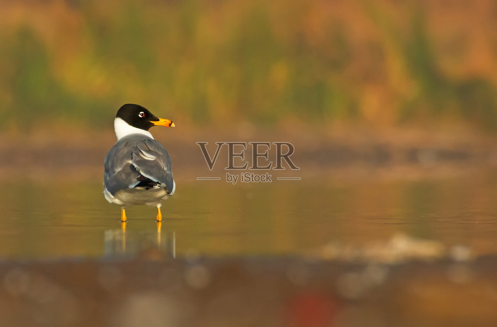 水中的海鸥照片摄影图片