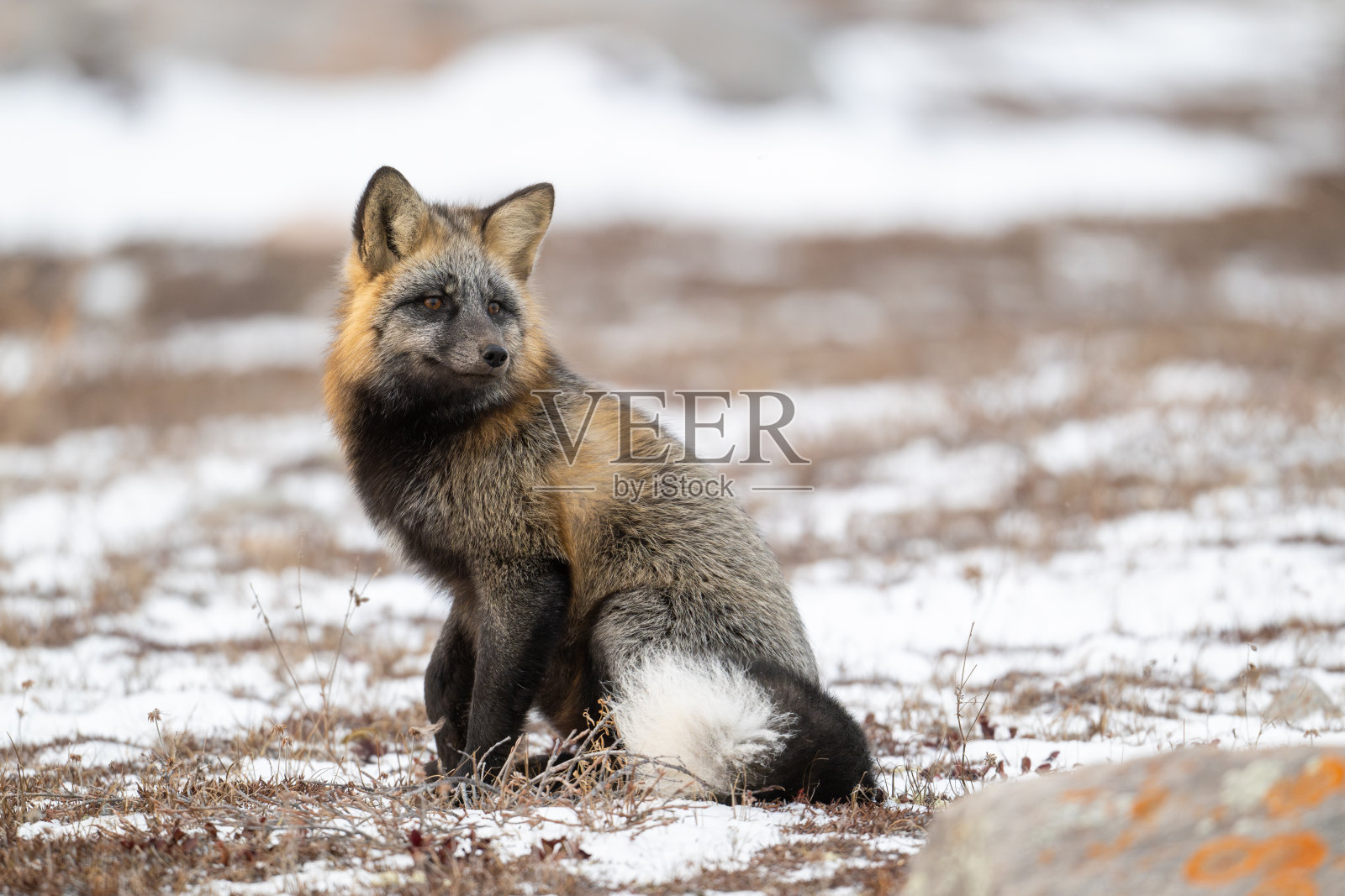 坐在积雪覆盖地面的交叉狐。照片摄影图片