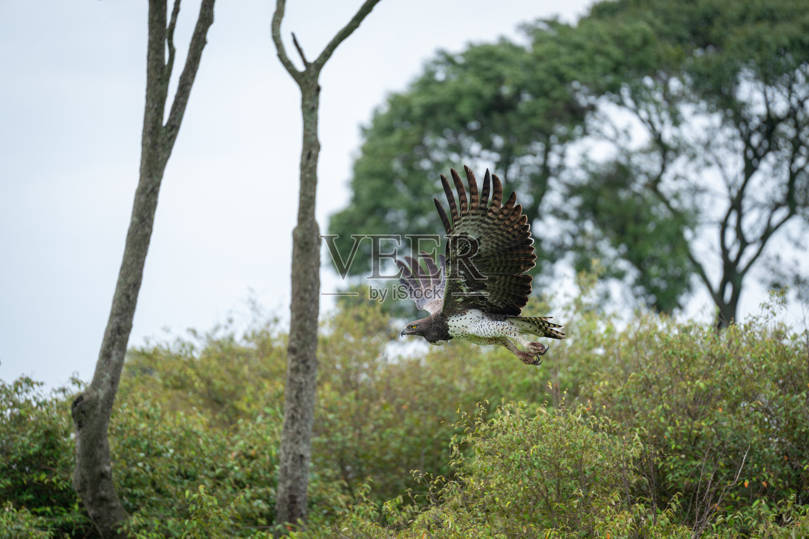 草原鹰在灌木丛上空飞翔，展开翅膀照片摄影图片