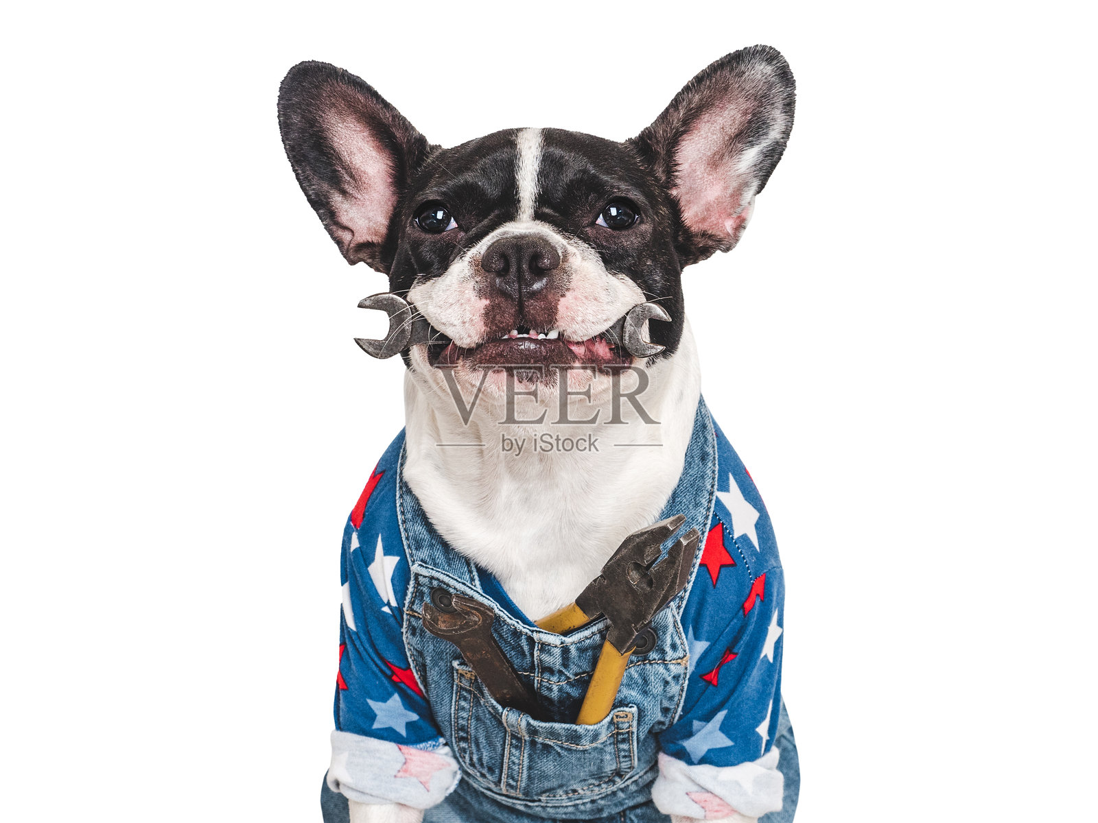 可爱的小狗，穿着牛仔工装，手里拿着扳手。摄影棚拍摄。照片摄影图片