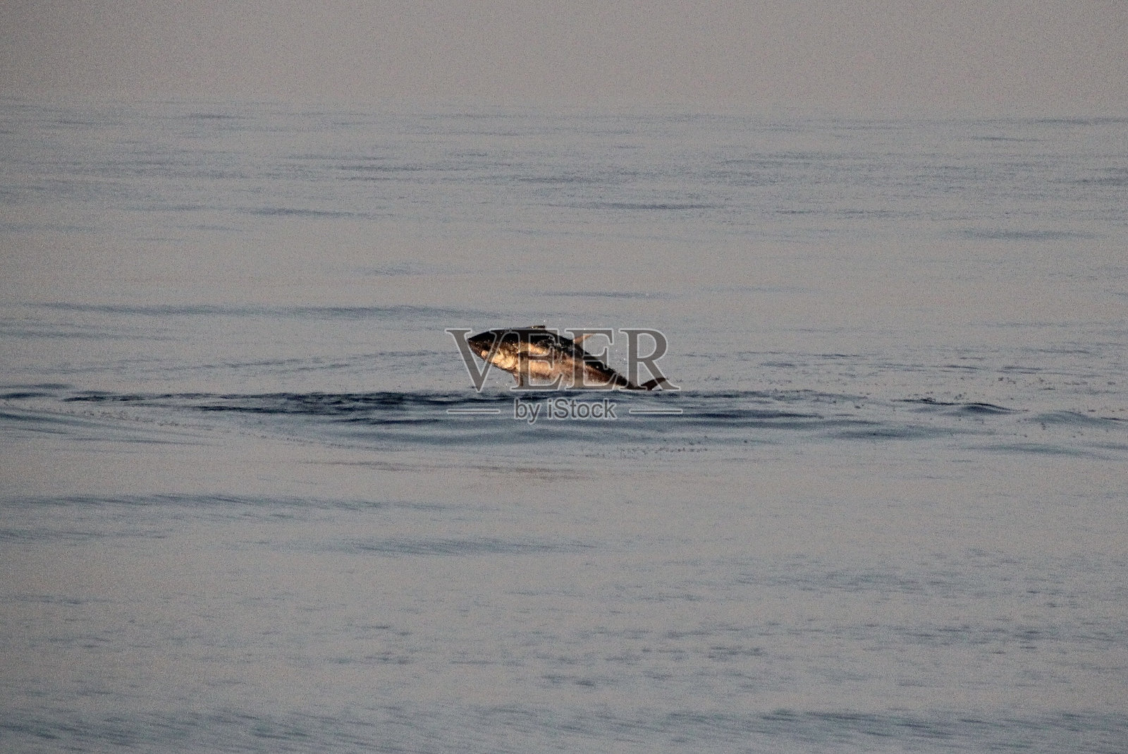 金枪鱼跃出开放海洋的水面照片摄影图片