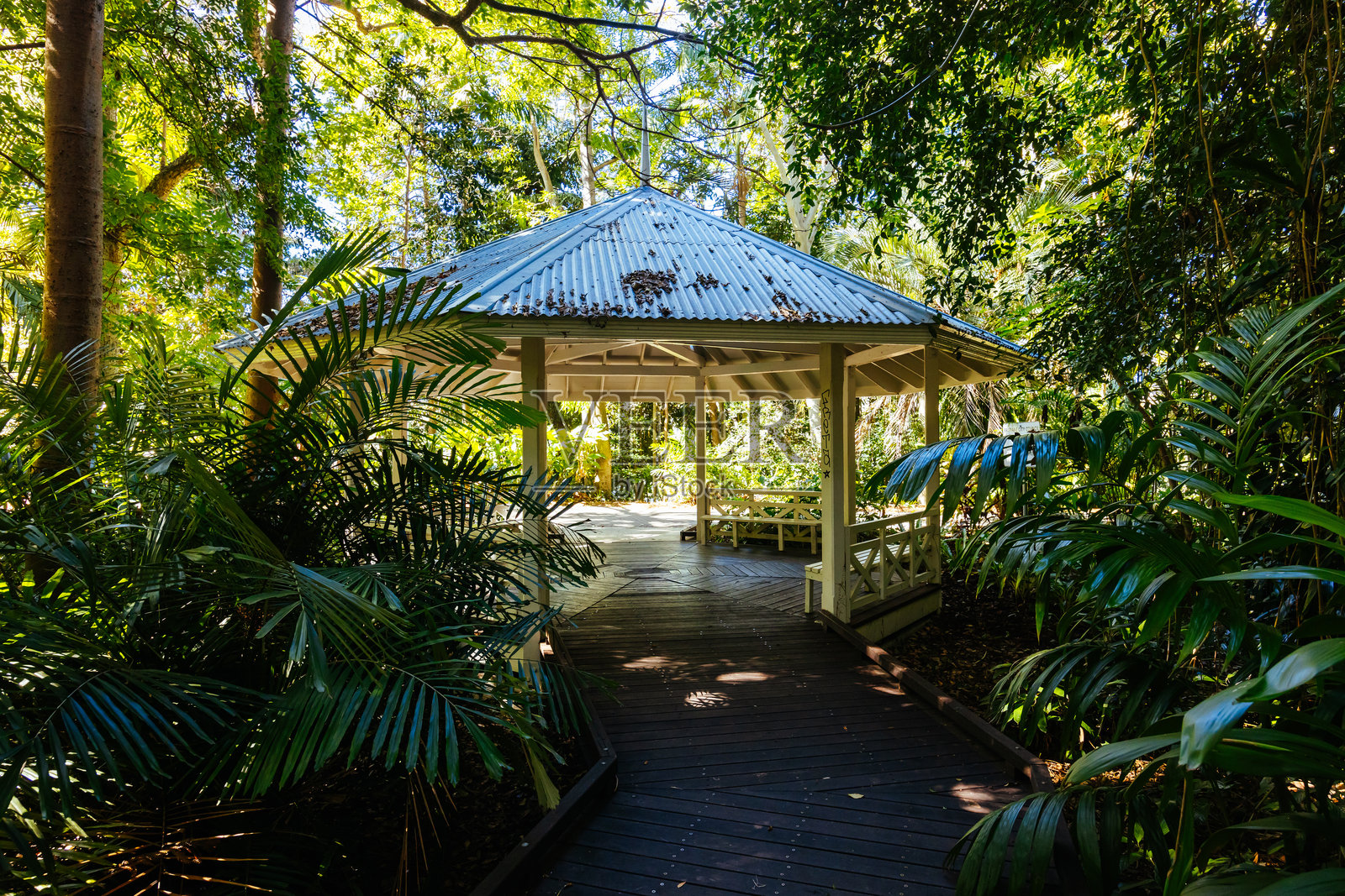 澳大利亚布里斯班的城市植物园照片摄影图片