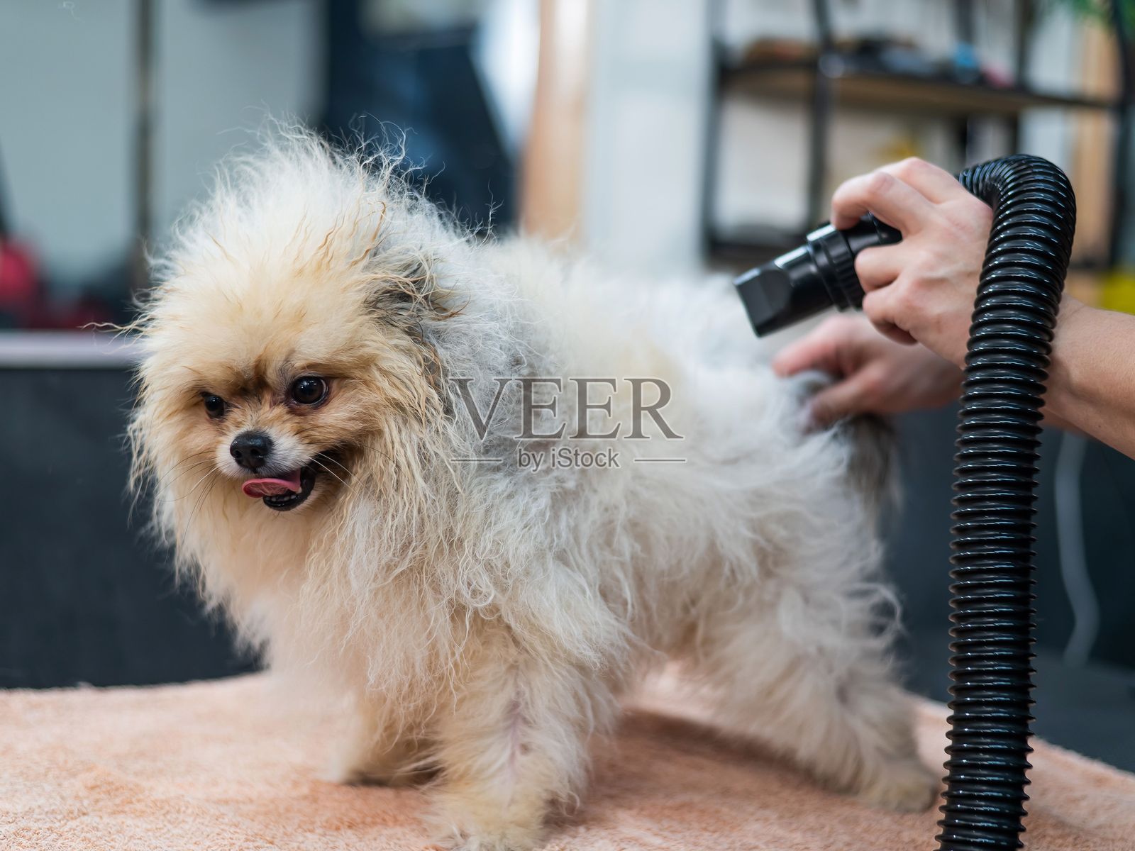 一名女性在美容院用吹风机给洗过的博美犬吹干毛发。照片摄影图片
