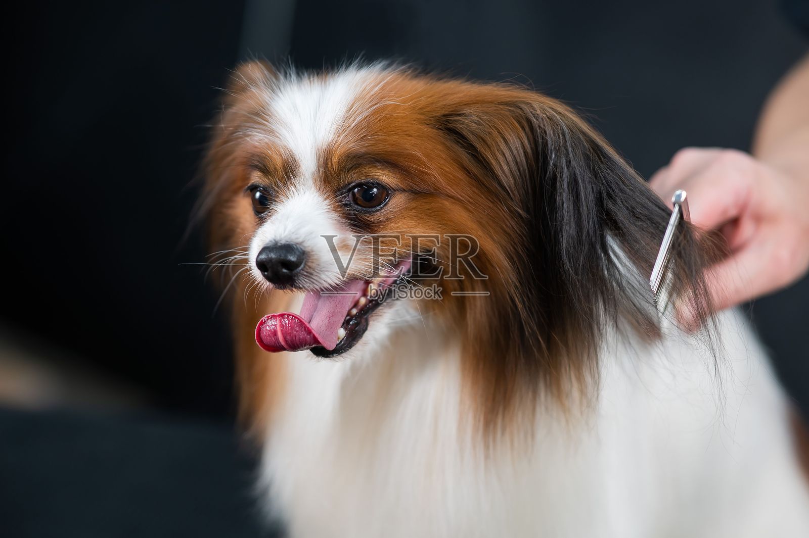 白人女性正在给狗梳毛。巴比伦犬舌头伸出，正在美容。照片摄影图片